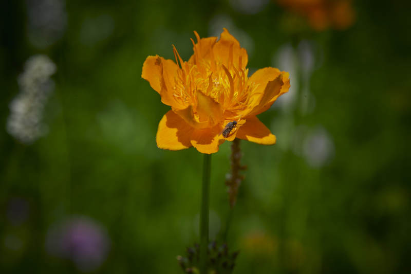 中国河北省张家口沽源县天鹅湖景区湿地金莲花图片