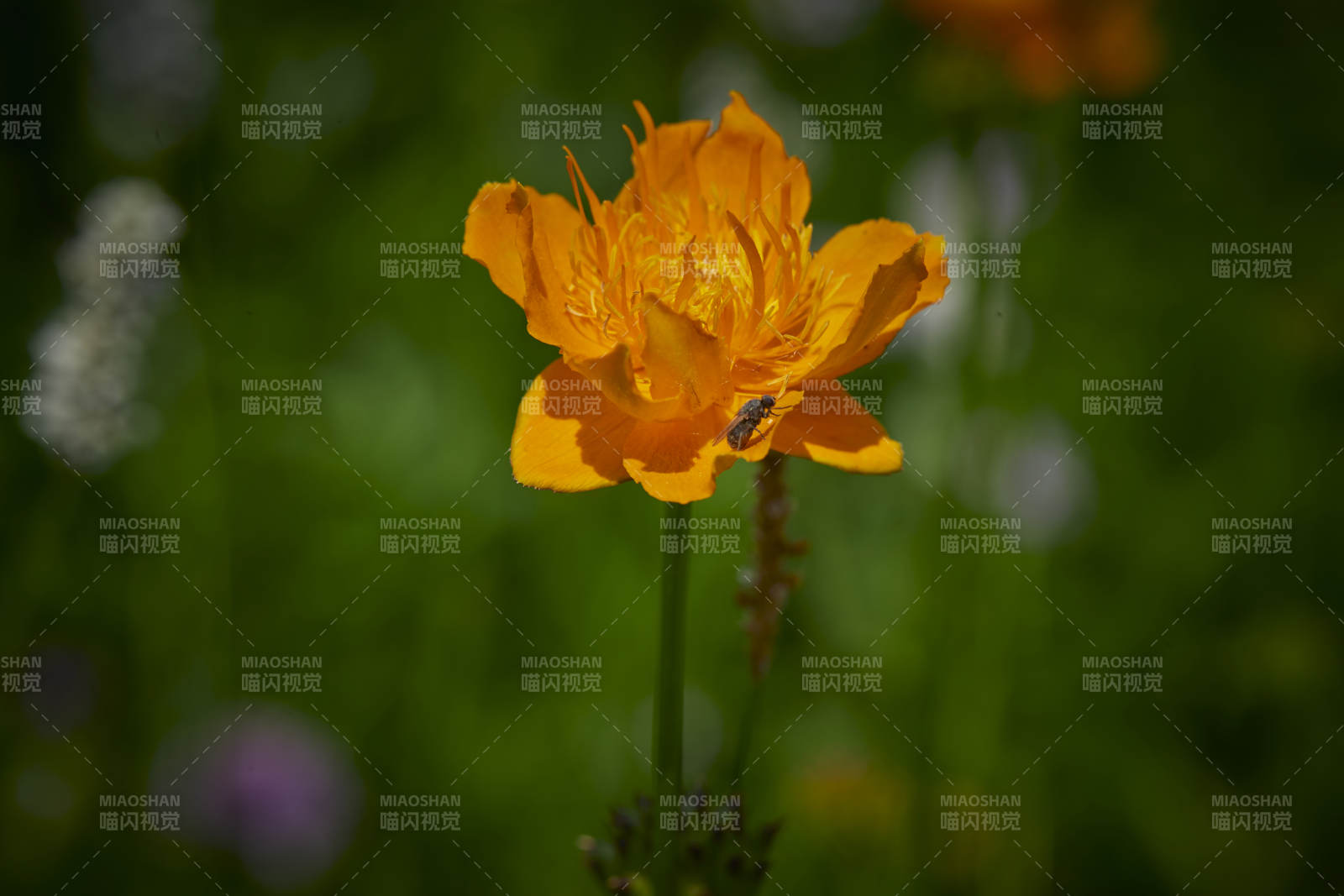 中国河北省张家口沽源县天鹅湖景区湿地金莲花图片