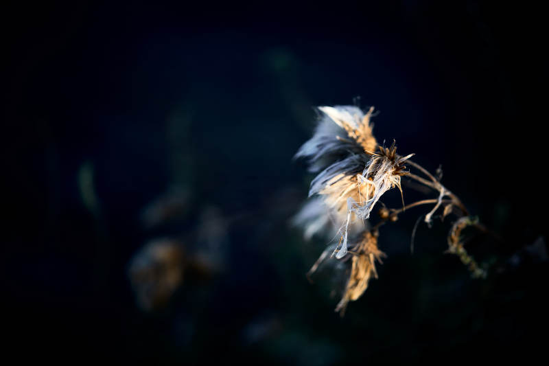 秋天河边枯萎的羊胡子草图片