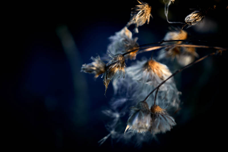 秋天河边枯萎的羊胡子草图片