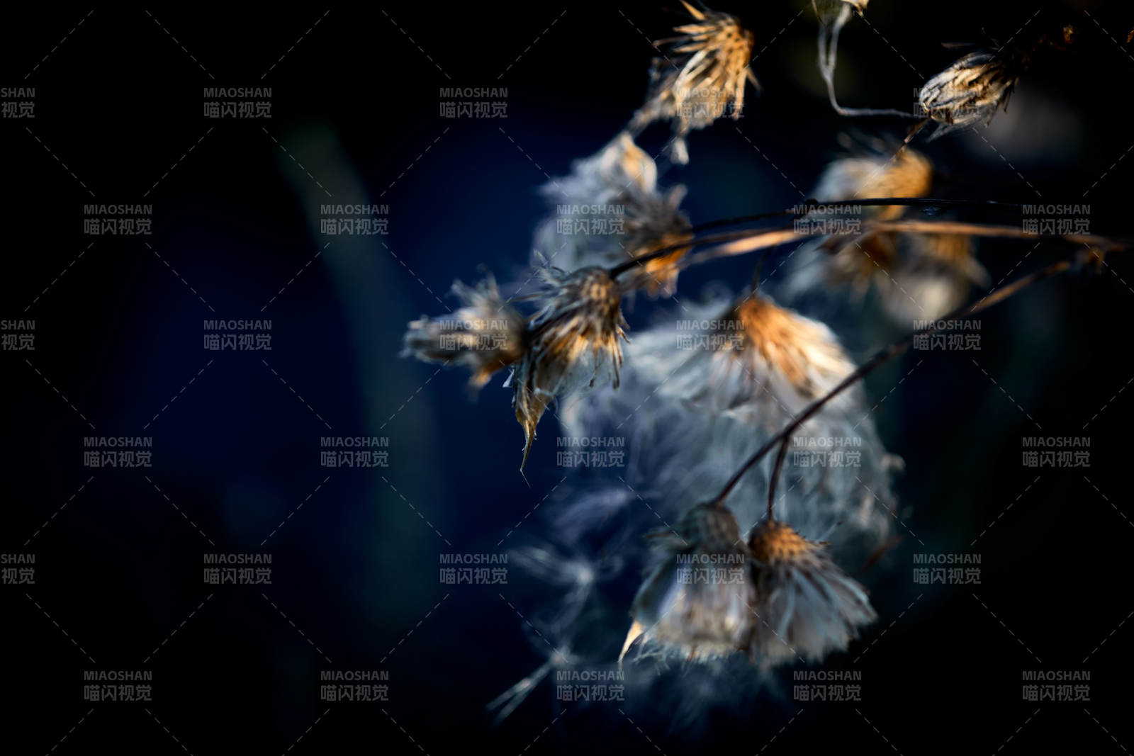 秋天河边枯萎的羊胡子草图片