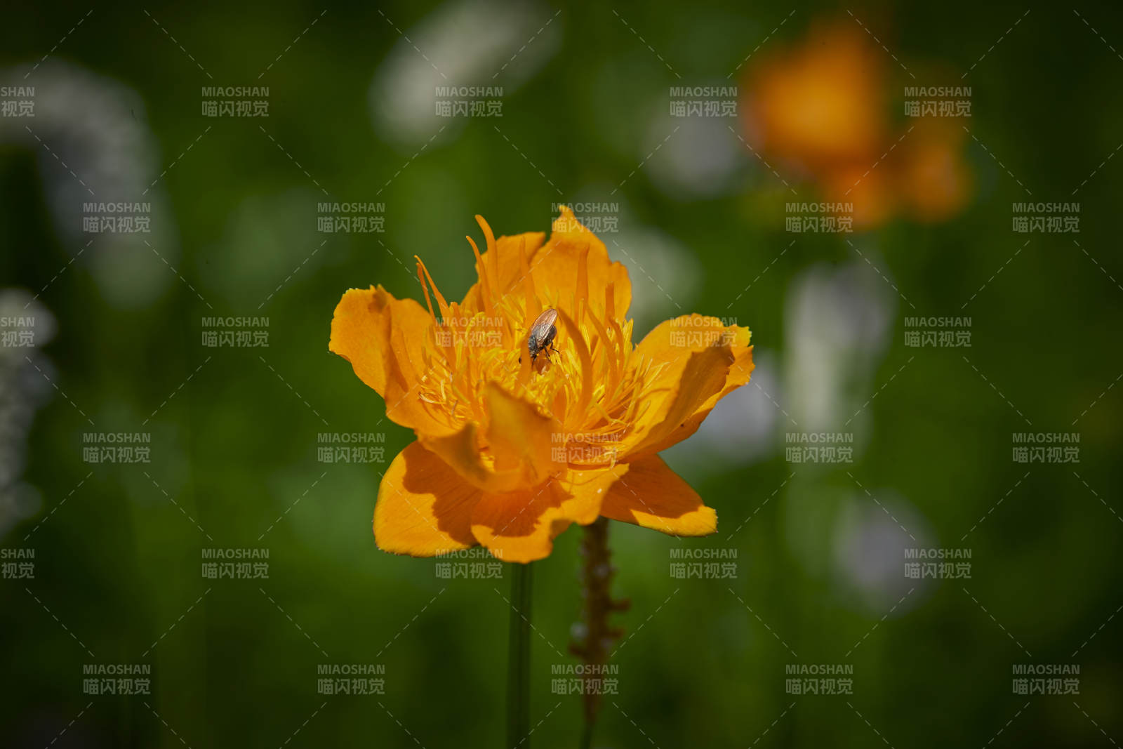 中国河北省张家口沽源县天鹅湖景区湿地金莲花图片