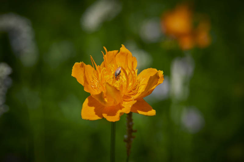中国河北省张家口沽源县天鹅湖景区湿地金莲花图片