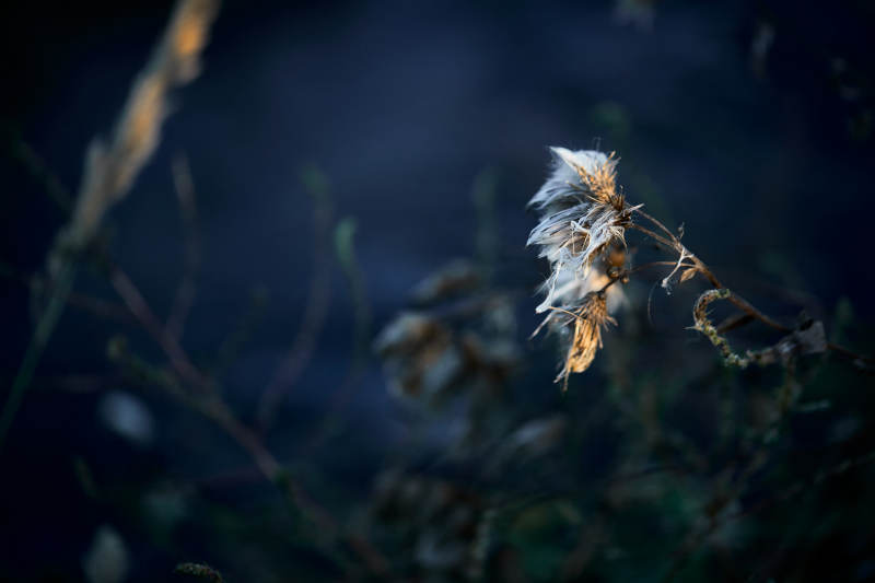 秋天河边枯萎的羊胡子草图片