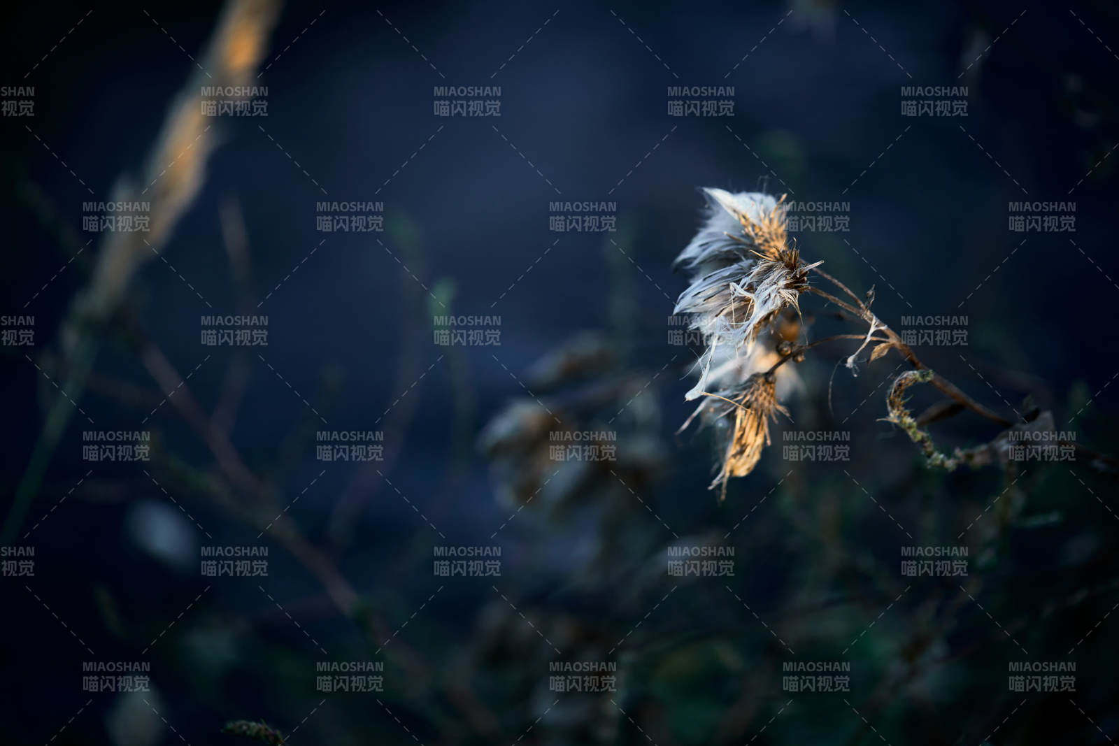 秋天河边枯萎的羊胡子草图片