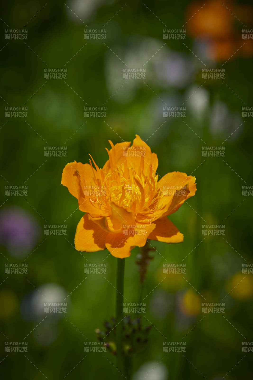 中国河北省张家口沽源县天鹅湖景区湿地金莲花图片