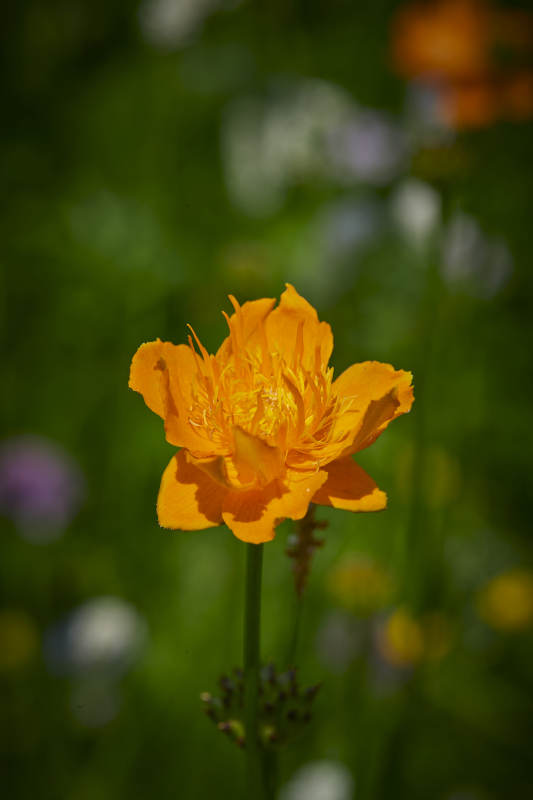 中国河北省张家口沽源县天鹅湖景区湿地金莲花图片