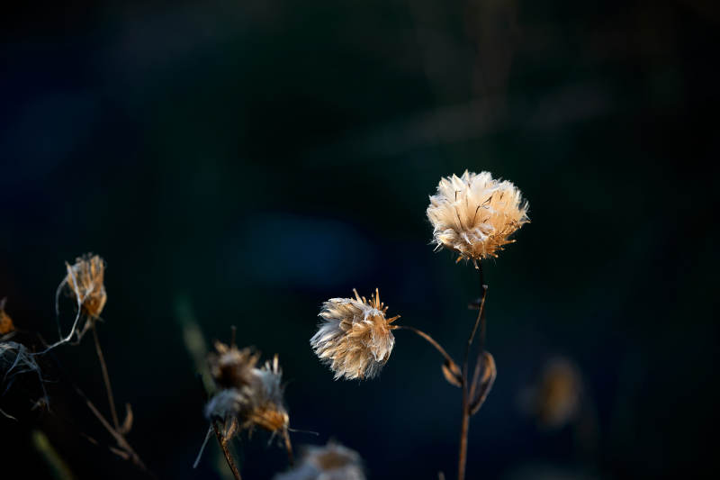 秋天河边枯萎的羊胡子草图片