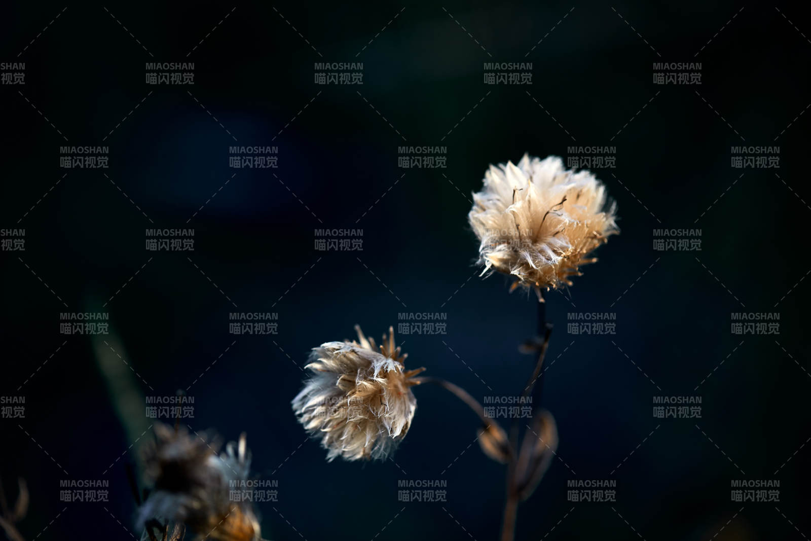 秋天河边枯萎的羊胡子草图片