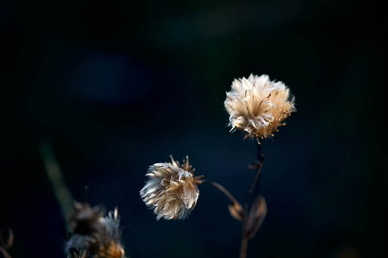 秋天河边枯萎的羊胡子草图片