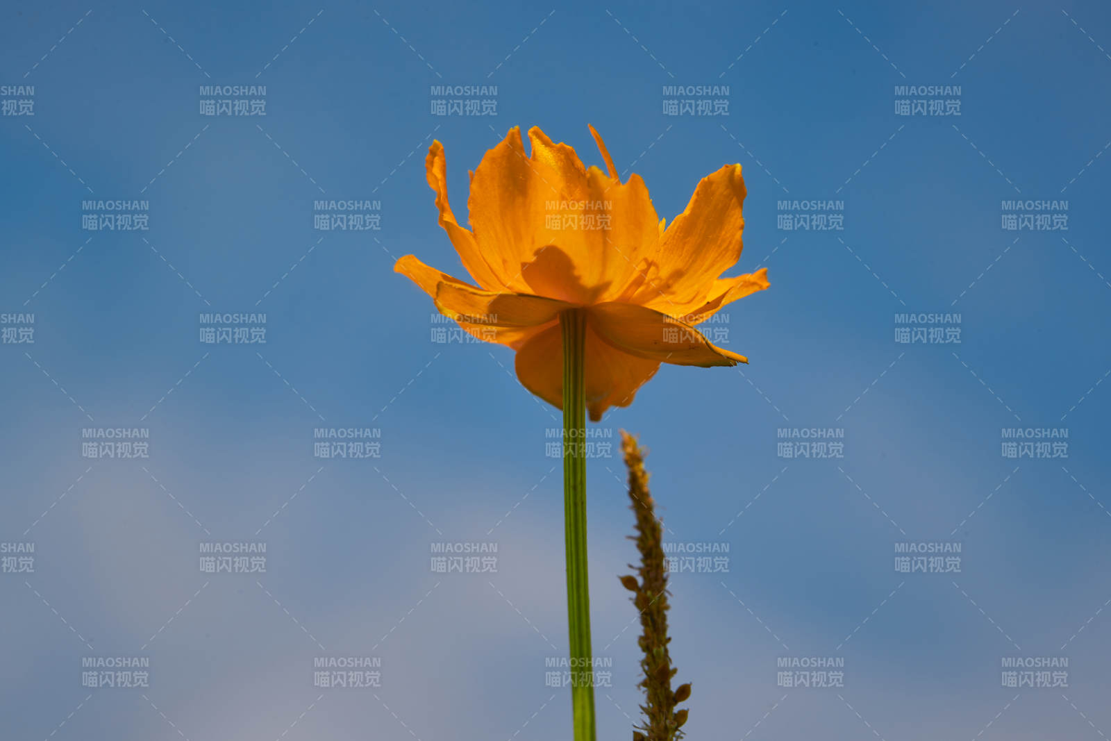 中国河北省张家口沽源县天鹅湖景区湿地金莲花图片