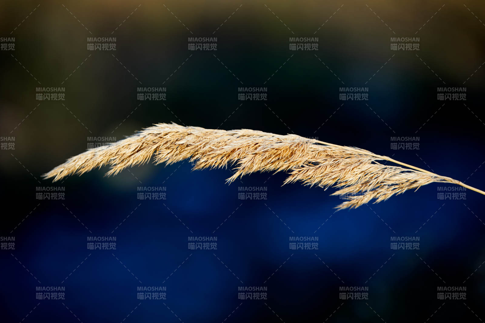 夕阳下随风飘动的枯黄芦苇草图片