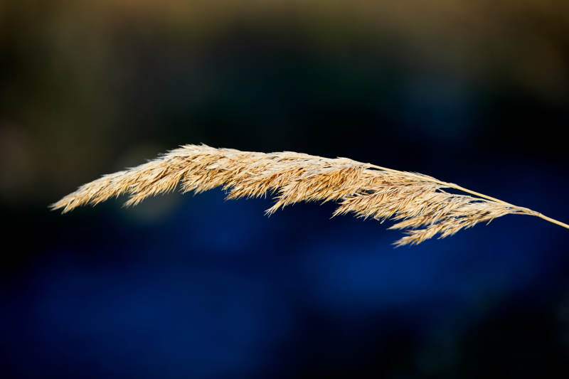 夕阳下随风飘动的枯黄芦苇草图片