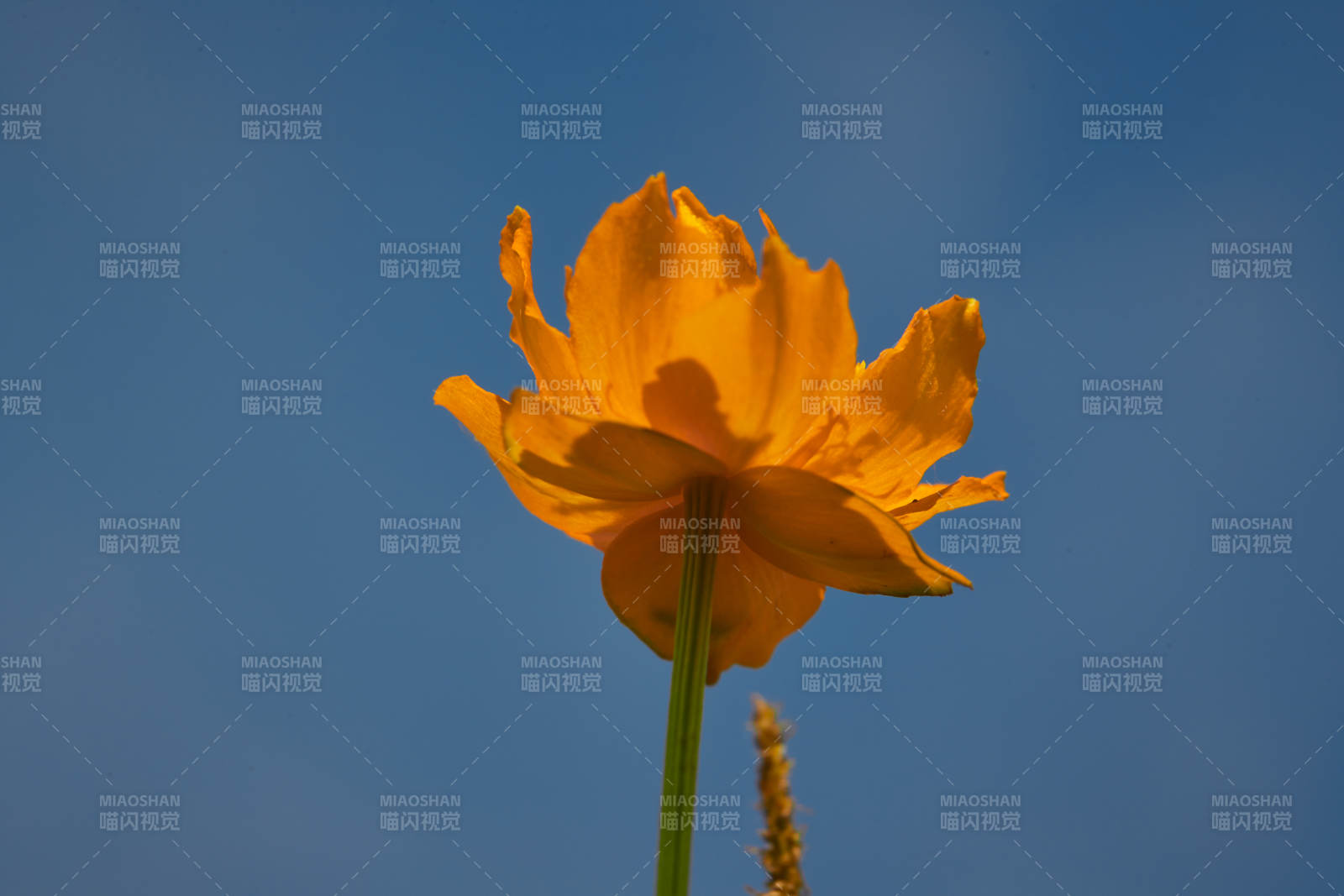 中国河北省张家口沽源县天鹅湖景区湿地金莲花图片