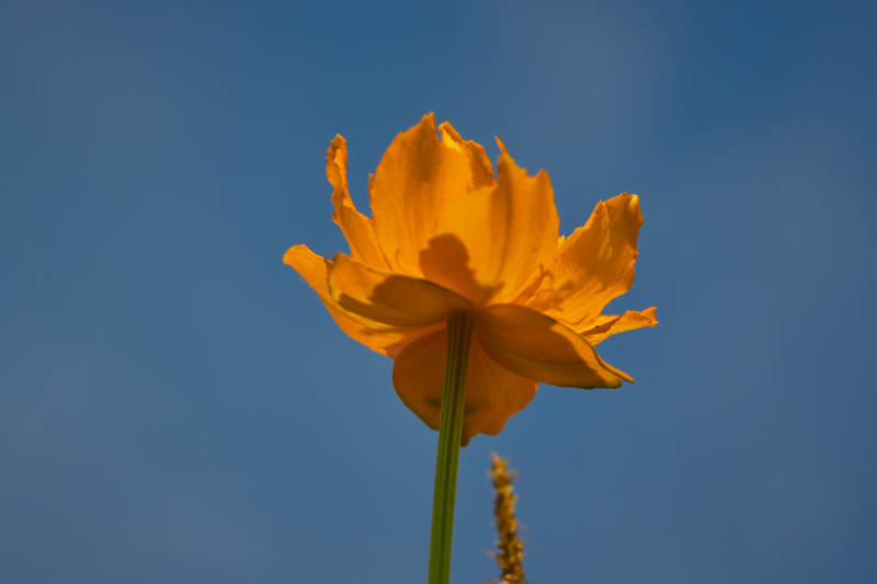 中国河北省张家口沽源县天鹅湖景区湿地金莲花图片