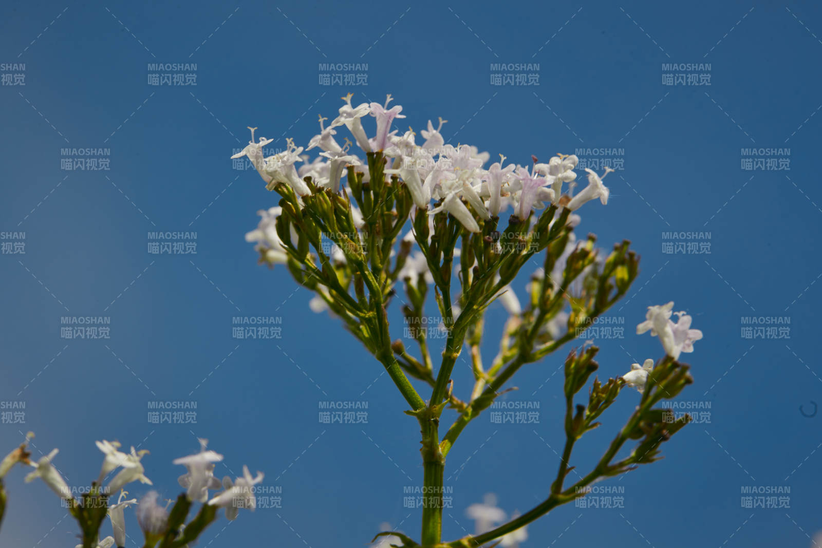 中国河北省张家口沽源县天鹅湖景区湿地花海图片