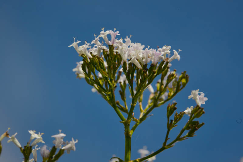中国河北省张家口沽源县天鹅湖景区湿地花海图片