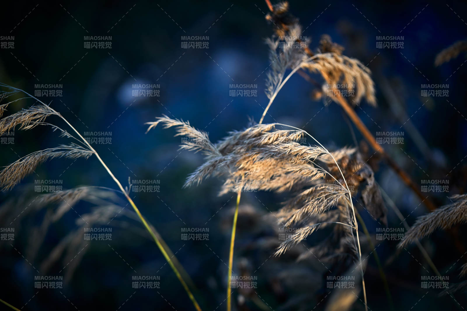 夕阳下随风飘动的枯黄芦苇草图片