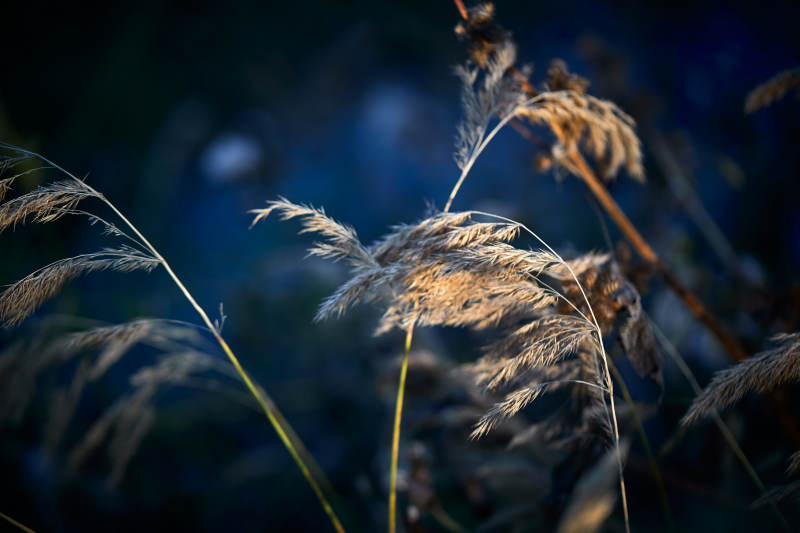 夕阳下随风飘动的枯黄芦苇草图片