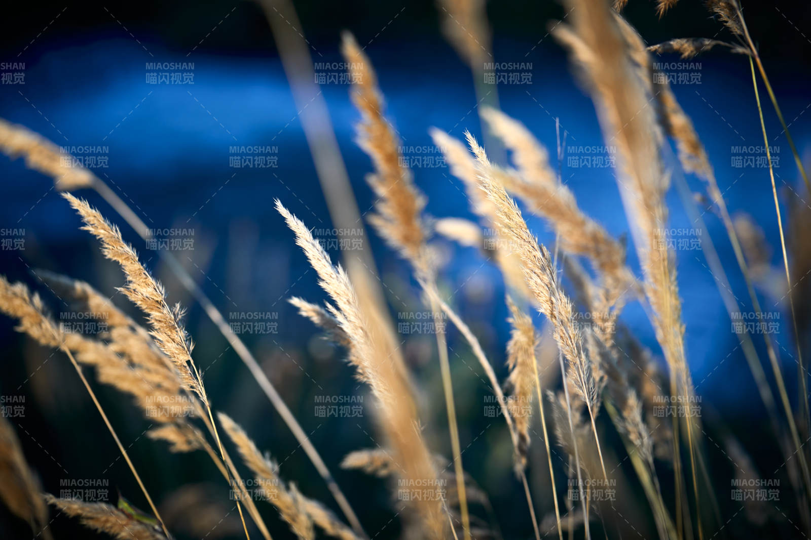 夕阳下随风飘动的枯黄芦苇草图片