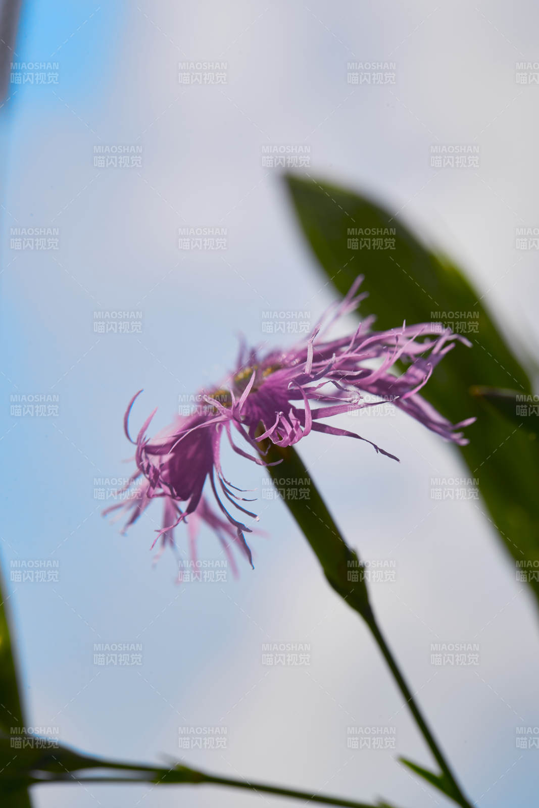 中国河北省张家口沽源县天鹅湖景区湿地花海图片