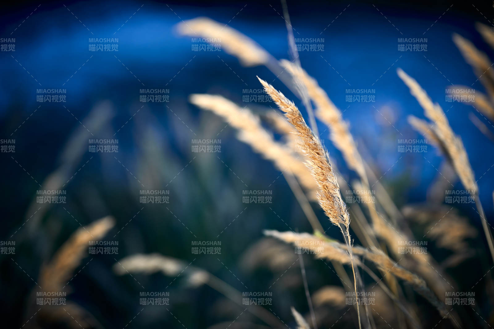 夕阳下随风飘动的枯黄芦苇草图片