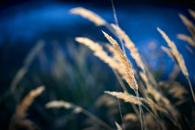夕阳下随风飘动的枯黄芦苇草图片