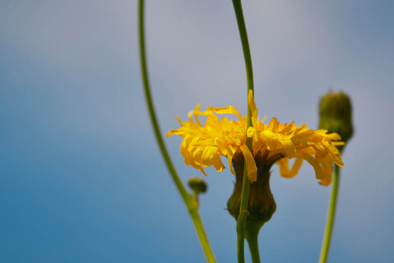 中国河北省张家口沽源县天鹅湖景区湿地花海图片