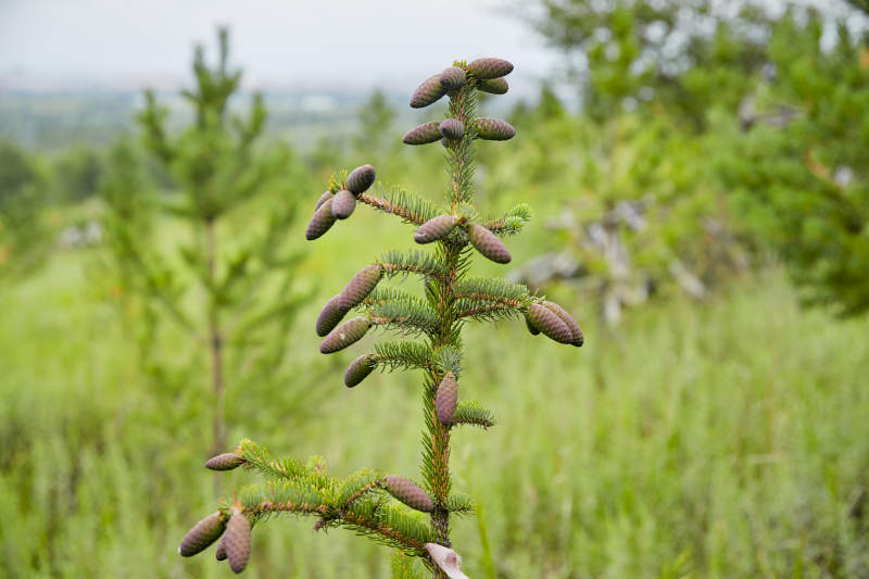 北方山林的云杉松树果实图片