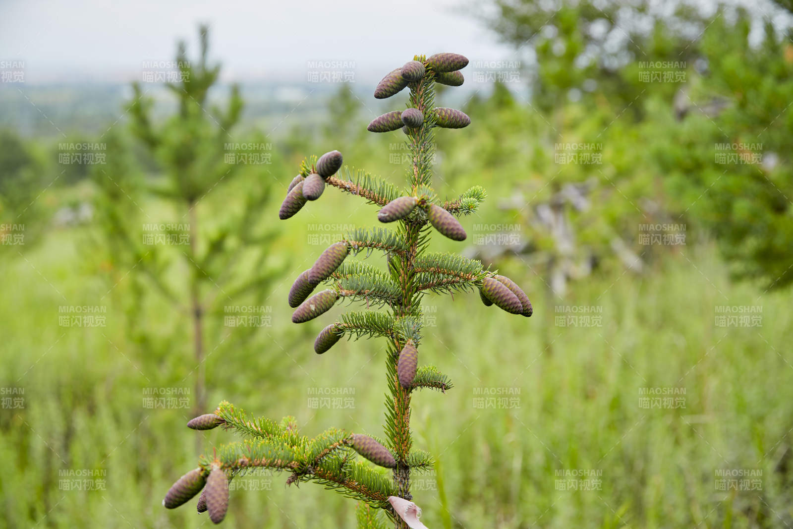 北方山林的云杉松树果实图片