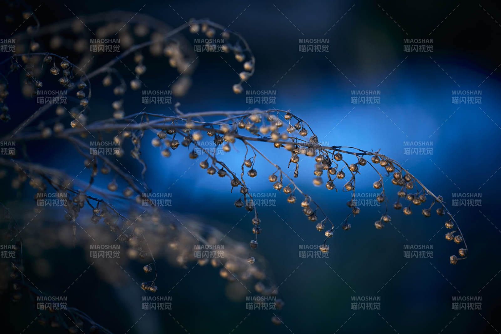 秋天河边枯萎的茵陈蒿果实种子图片