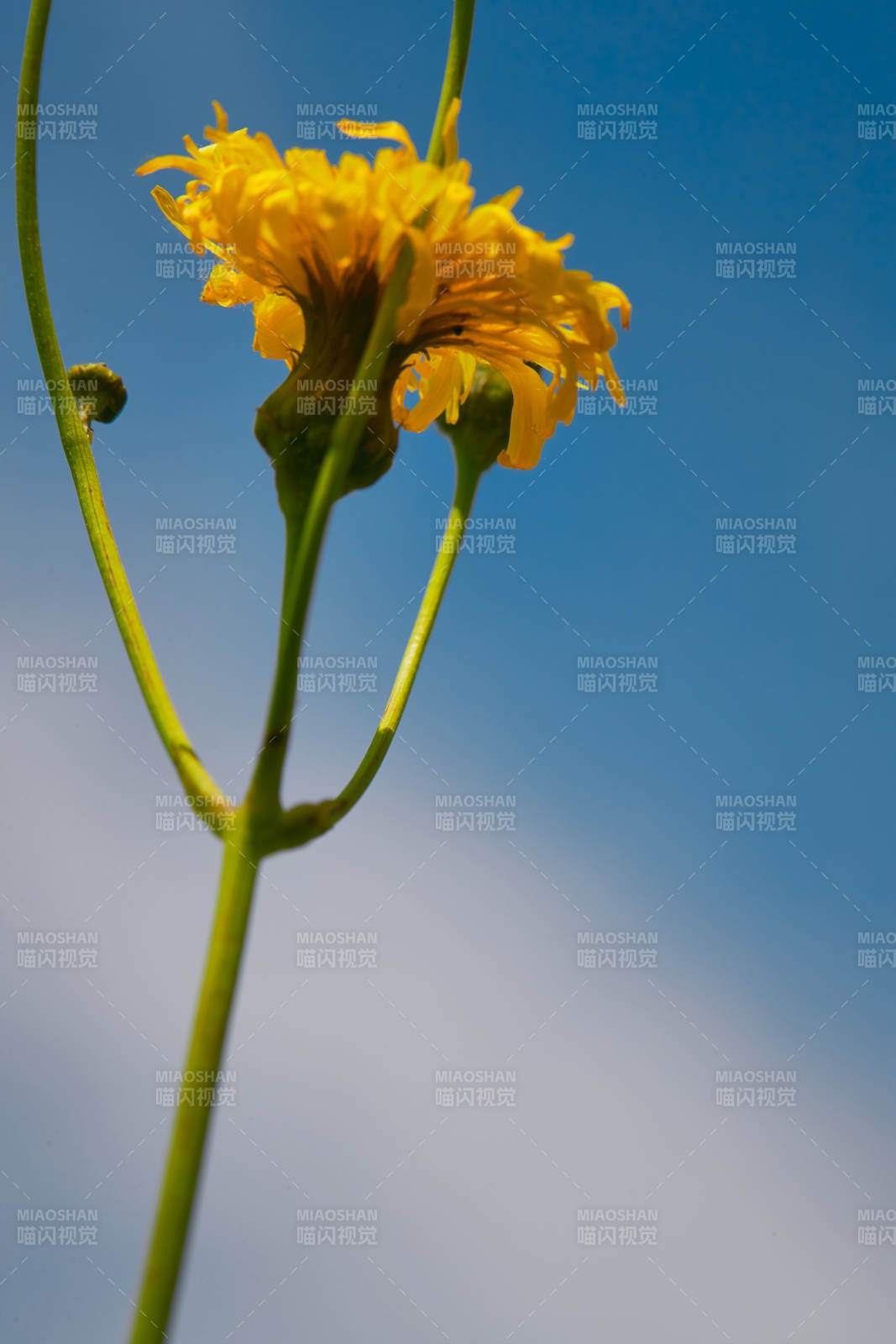 中国河北省张家口沽源县天鹅湖景区湿地花海图片