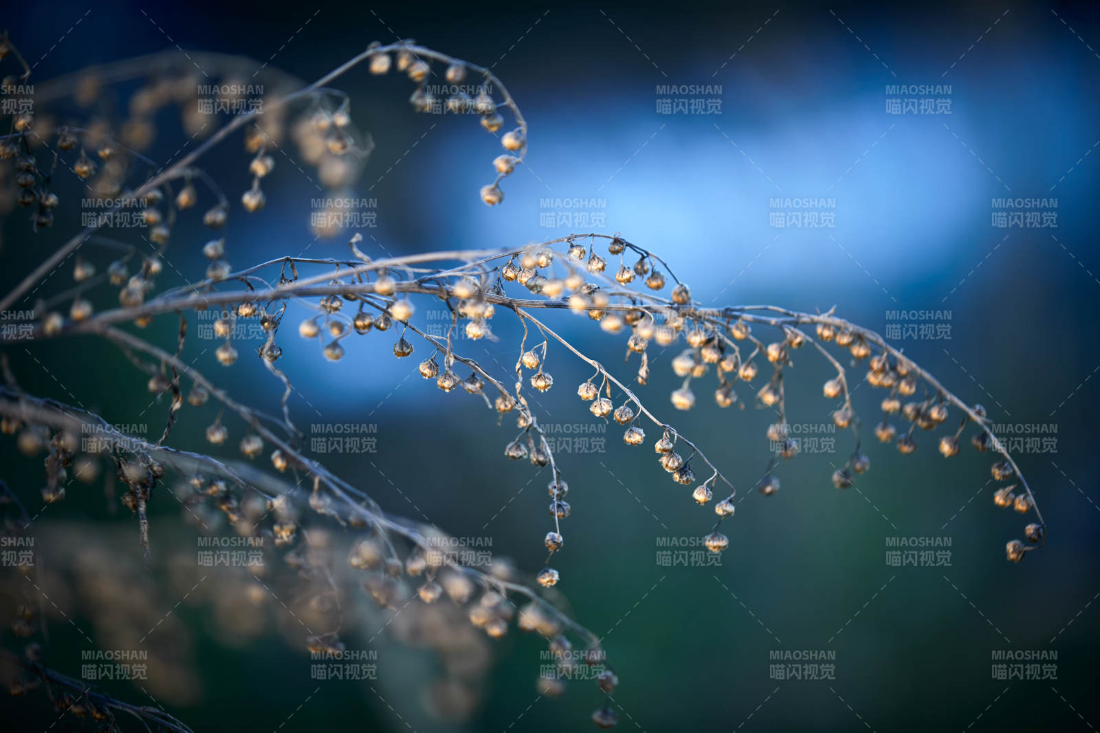 秋天河边枯萎的茵陈蒿果实种子图片