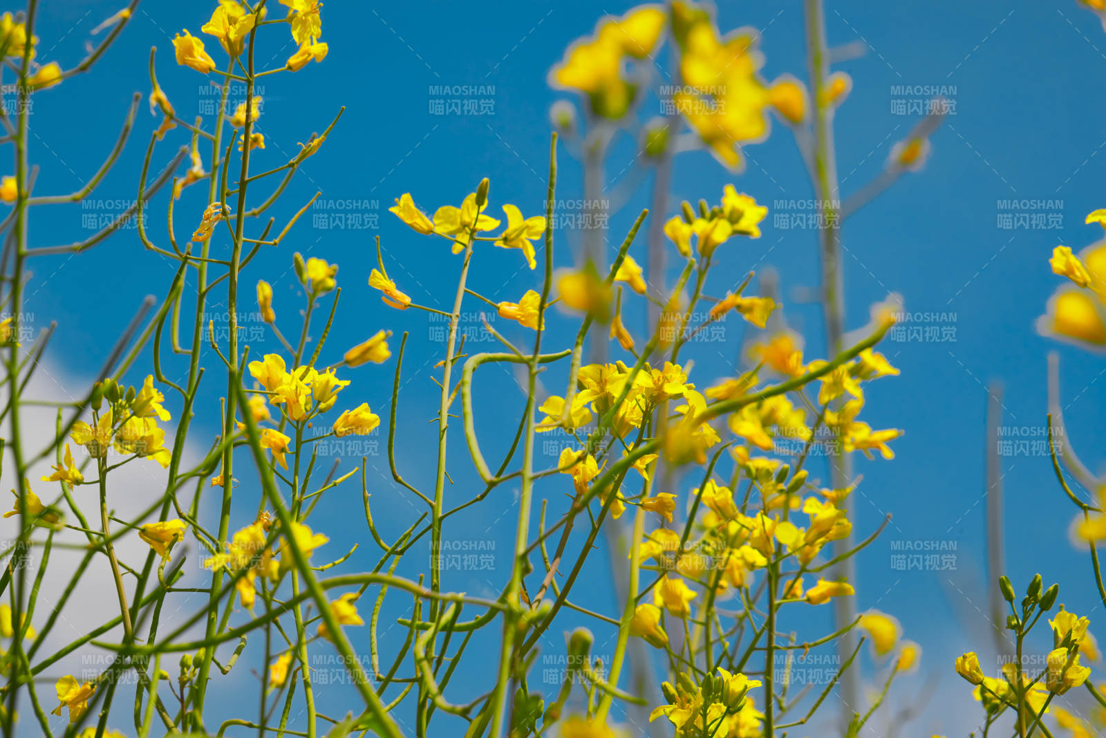 中国河北省张家口沽源县天鹅湖景区油菜花田图片