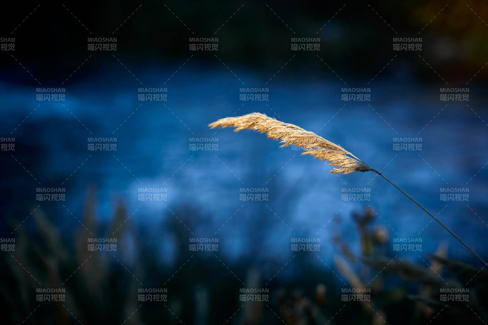 夕阳下随风飘动的枯黄芦苇草图片