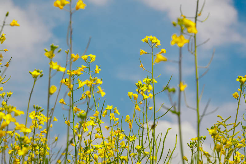 中国河北省张家口沽源县天鹅湖景区油菜花田图片