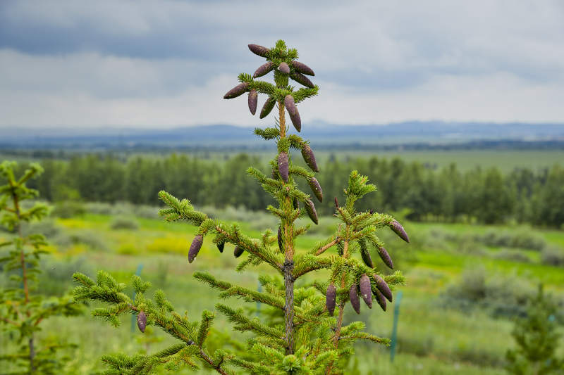 北方山林的云杉松树果实图片