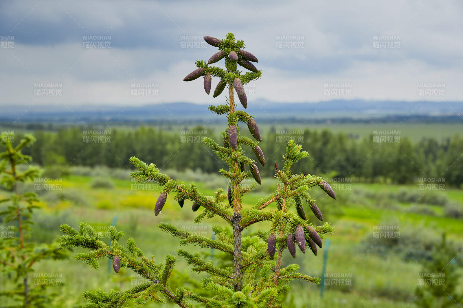 北方山林的云杉松树果实图片