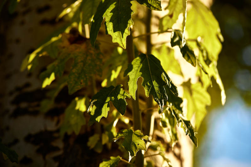 夕阳下的杨树叶图片
