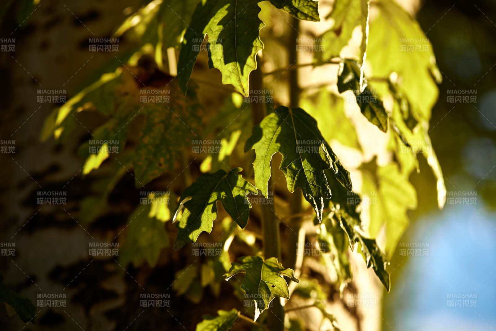 夕阳下的杨树叶图片