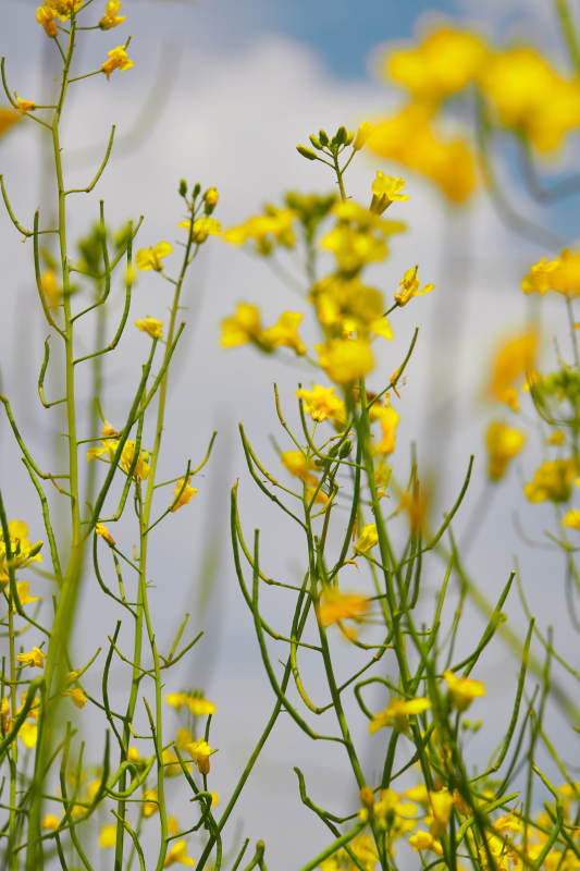 中国河北省张家口沽源县天鹅湖景区油菜花田图片