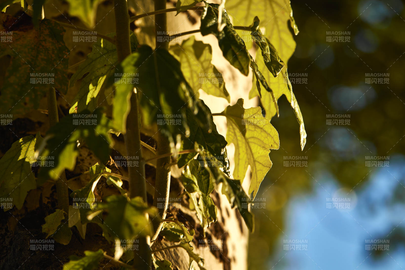 夕阳下的杨树叶图片
