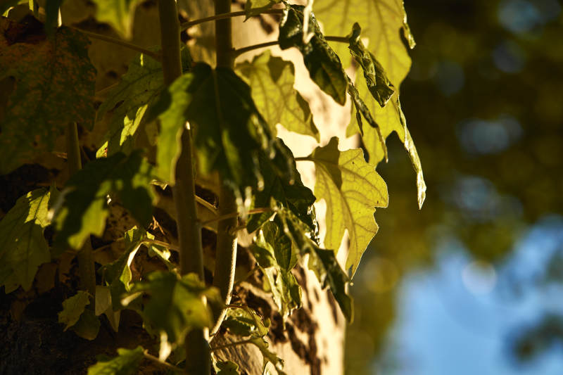 夕阳下的杨树叶图片