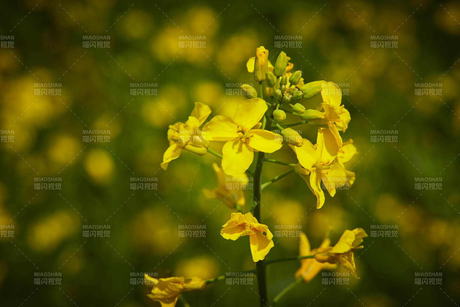 中国河北省张家口沽源县天鹅湖景区油菜花田图片