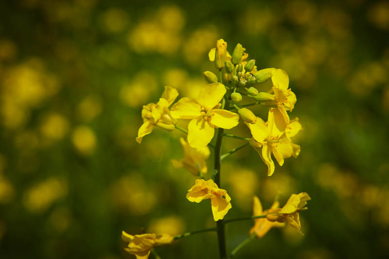 中国河北省张家口沽源县天鹅湖景区油菜花田图片