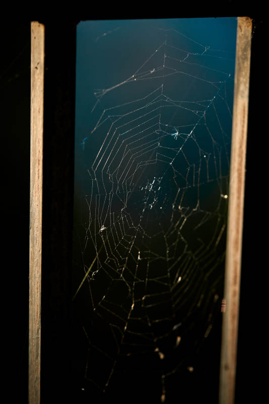 夕阳下微距拍摄的蜘蛛网图片