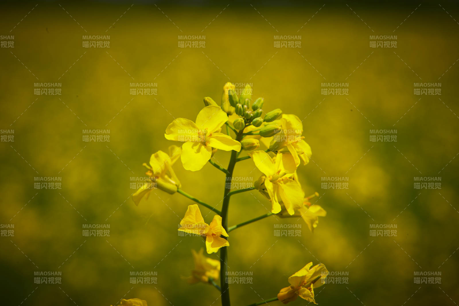 中国河北省张家口沽源县天鹅湖景区油菜花田图片