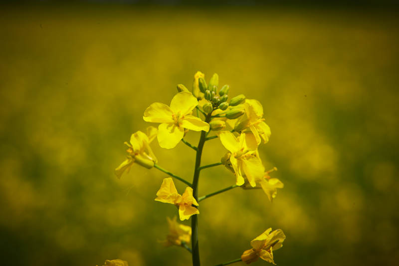 中国河北省张家口沽源县天鹅湖景区油菜花田图片