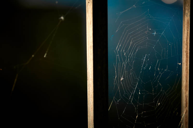 夕阳下微距拍摄的蜘蛛网图片