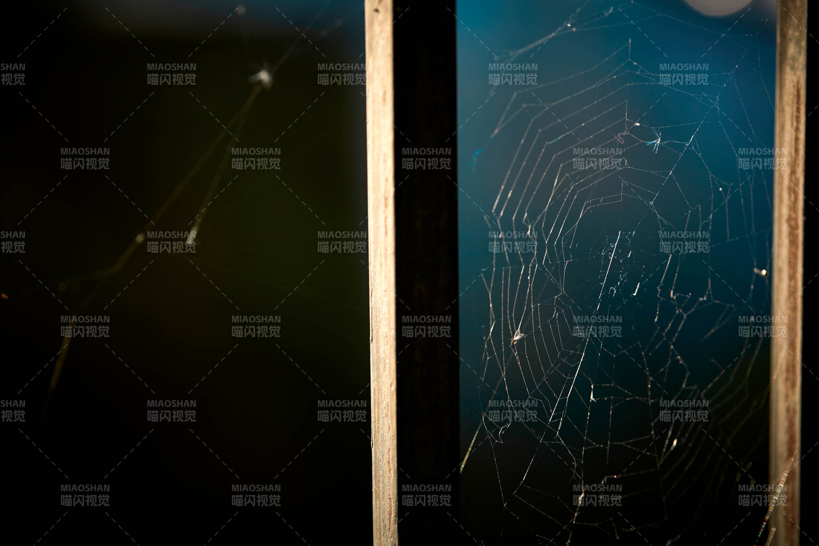 夕阳下微距拍摄的蜘蛛网图片